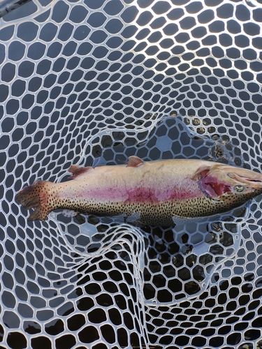 ニジマスの釣果