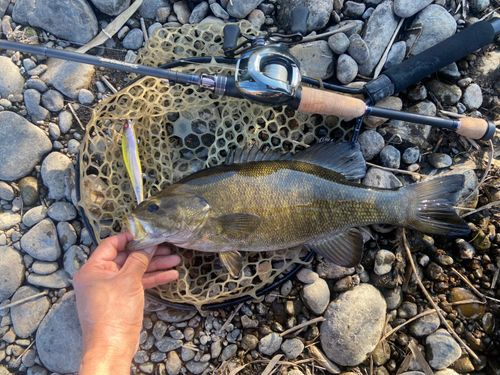 スモールマウスバスの釣果
