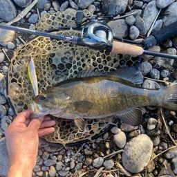 スモールマウスバス