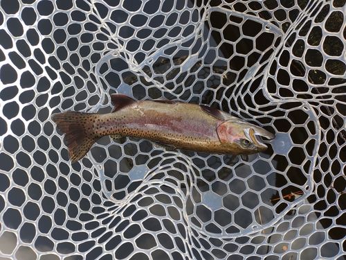 ニジマスの釣果