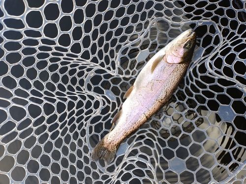 ニジマスの釣果