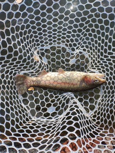 ニジマスの釣果