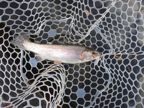 ニジマスの釣果