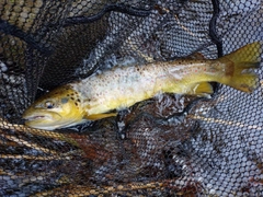 ブラウントラウトの釣果