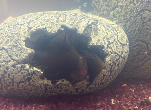 イソギンポの釣果