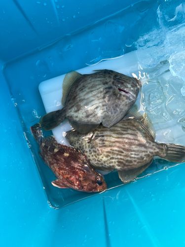 カワハギの釣果