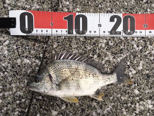 中央埠頭（博多湾）