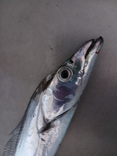 タチウオの釣果