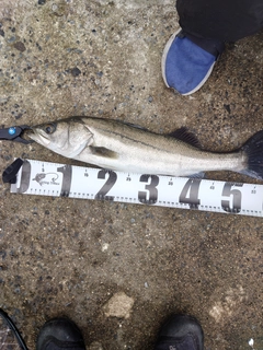 フッコ（マルスズキ）の釣果