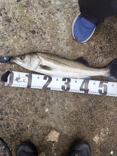 フッコ（マルスズキ）の釣果