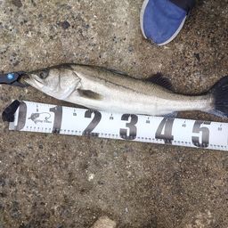 フッコ（マルスズキ）