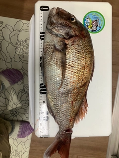 タイの釣果