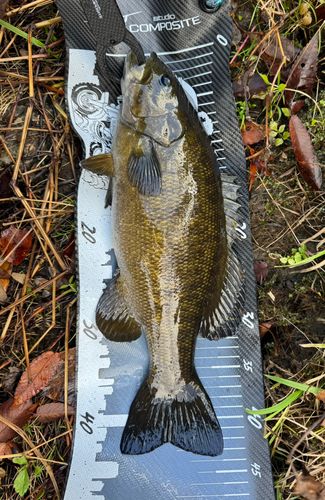 スモールマウスバスの釣果