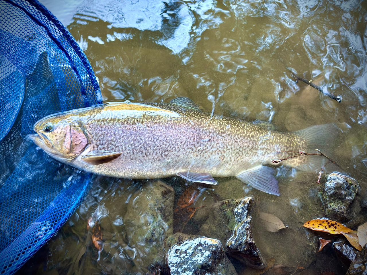 ロックトラウト