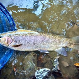 ロックトラウト