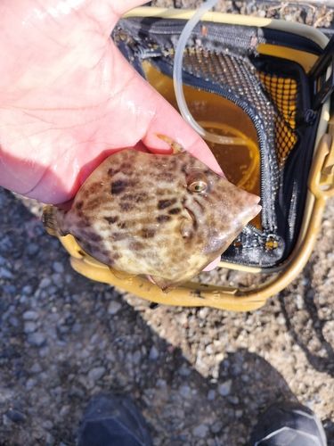 カワハギの釣果