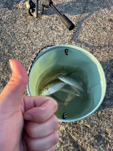 イワシの釣果