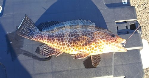 オオモンハタの釣果