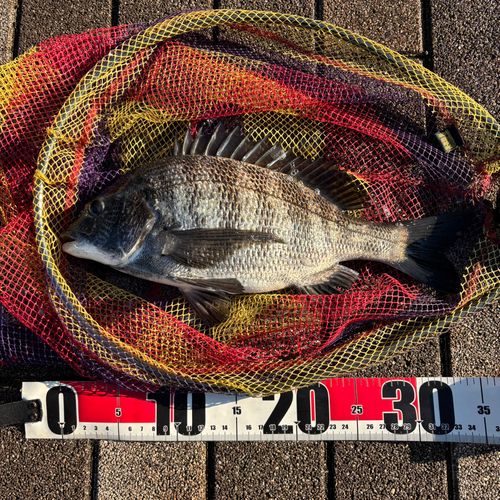 クロダイの釣果