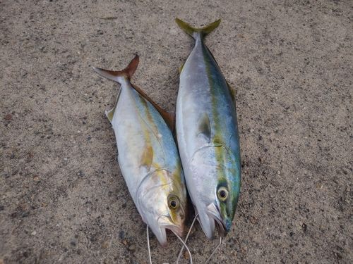 フクラギの釣果