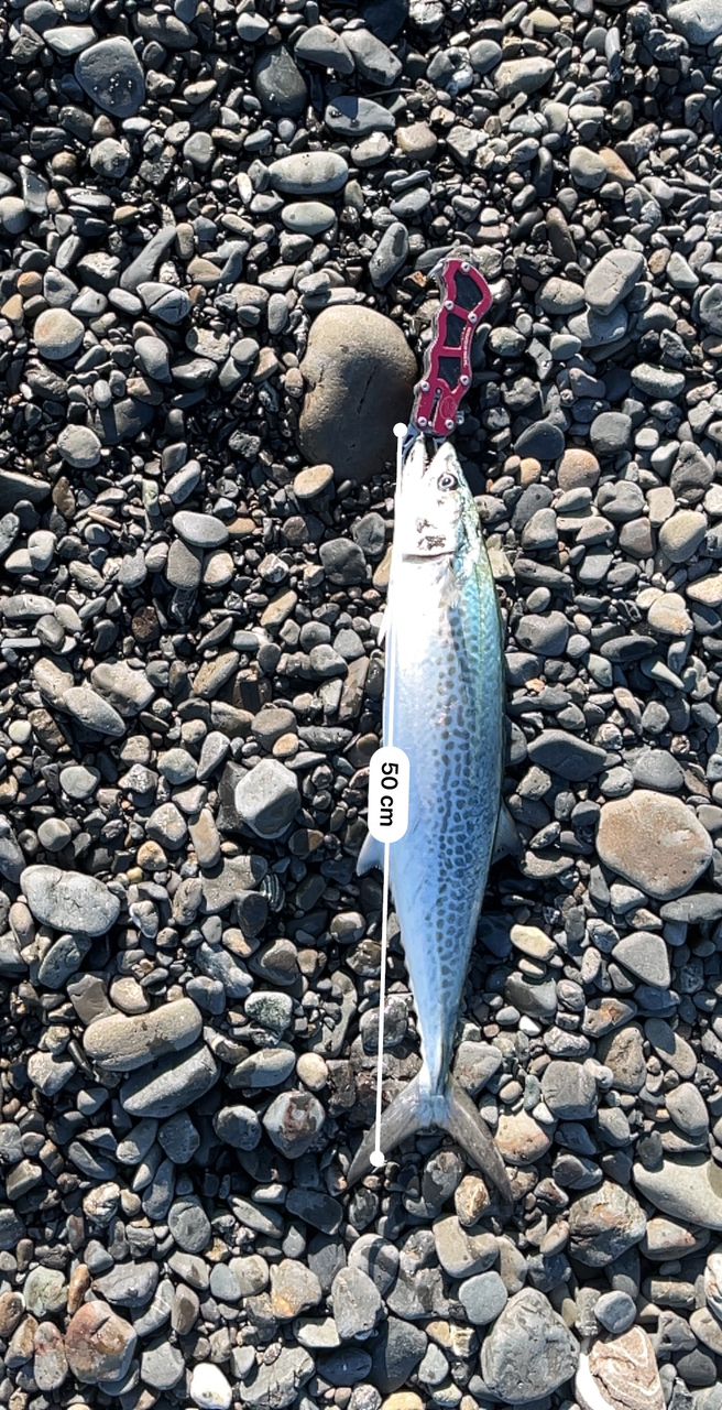 Jackson サーフトライブ STSLS-9062L+の最安値・インプレ・釣果 | 本音