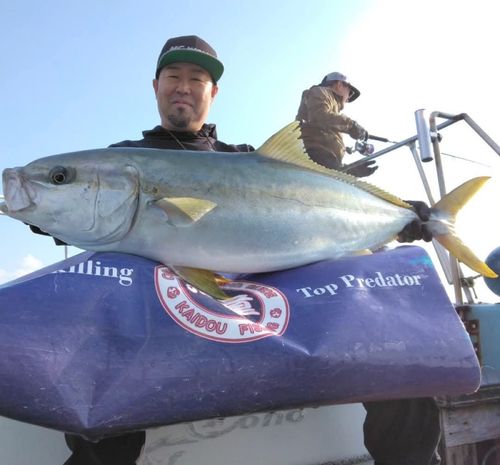 ヒラマサの釣果
