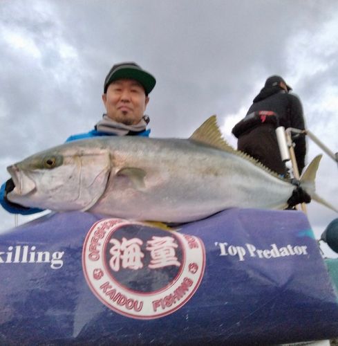 ヒラマサの釣果