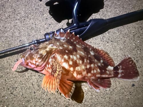 カサゴの釣果