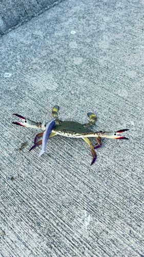 ワタリガニの釣果