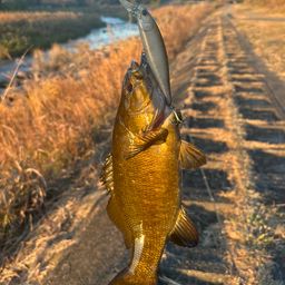 スモールマウスバス