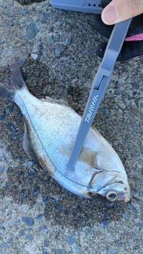 ウミタナゴの釣果
