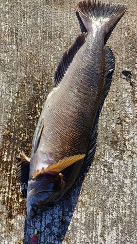 アイナメの釣果