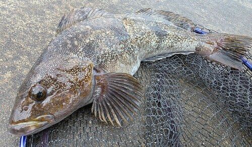 アイナメの釣果