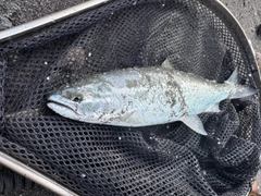 サクラマスの釣果