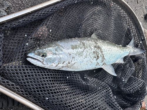 サクラマスの釣果