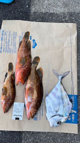 キジハタの釣果