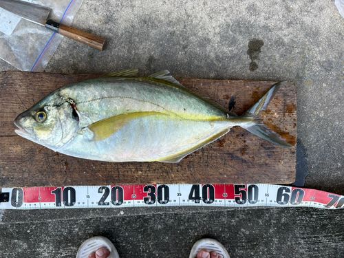 シマアジの釣果