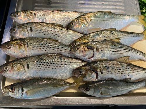 コノシロの釣果