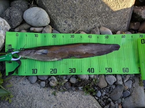 アメリカナマズの釣果