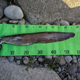 アメリカナマズ