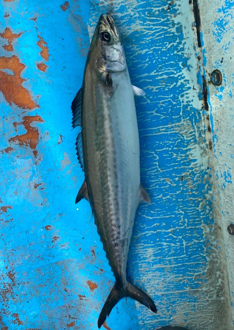 オトコマエさんの釣果 2枚目の画像