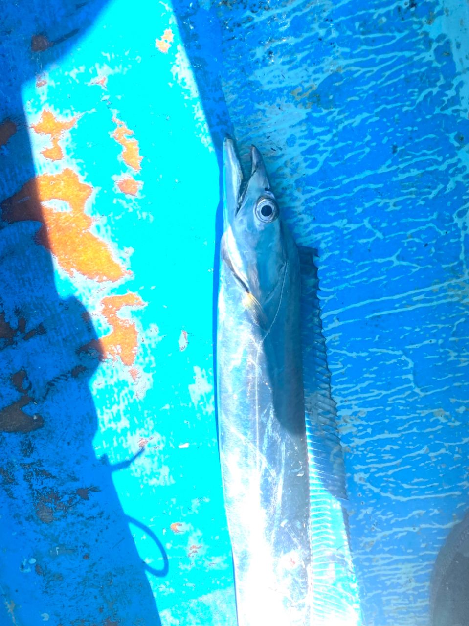 オトコマエさんの釣果 1枚目の画像