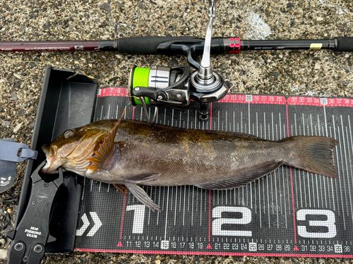 アイナメの釣果