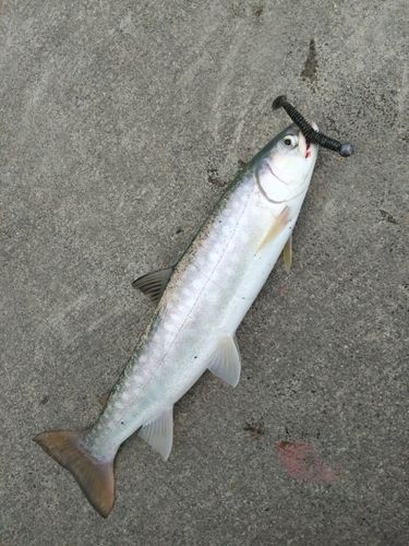 アメマスの釣果