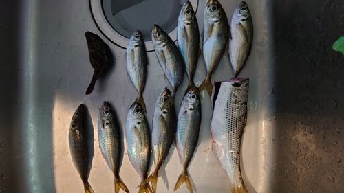 アジの釣果