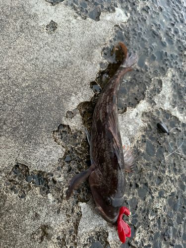 アイナメの釣果