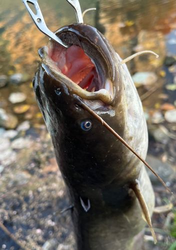 ナマズの釣果