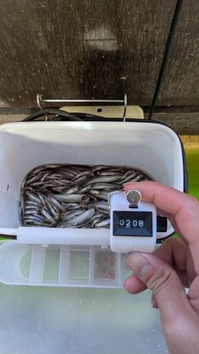 ワカサギの釣果