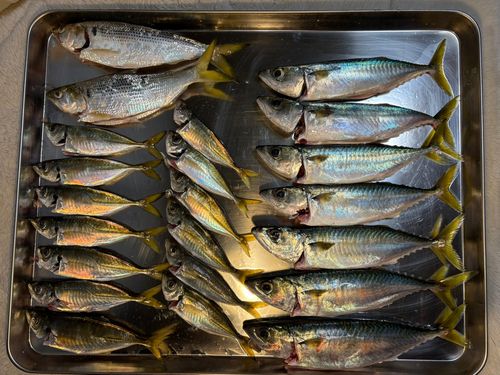アジの釣果