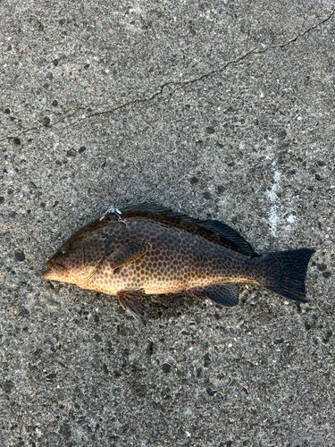 オオモンハタの釣果